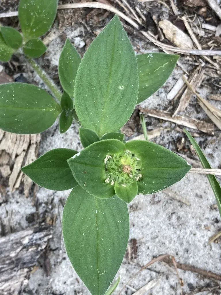 Rough Mexican Clover
