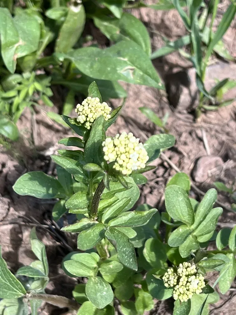 Western Valerian