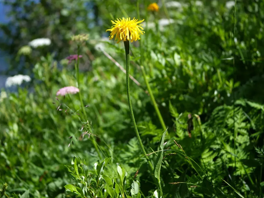 Crepis Pontana