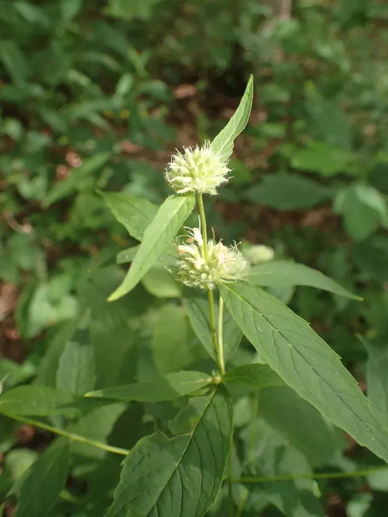 Thinleaf Mountainmint