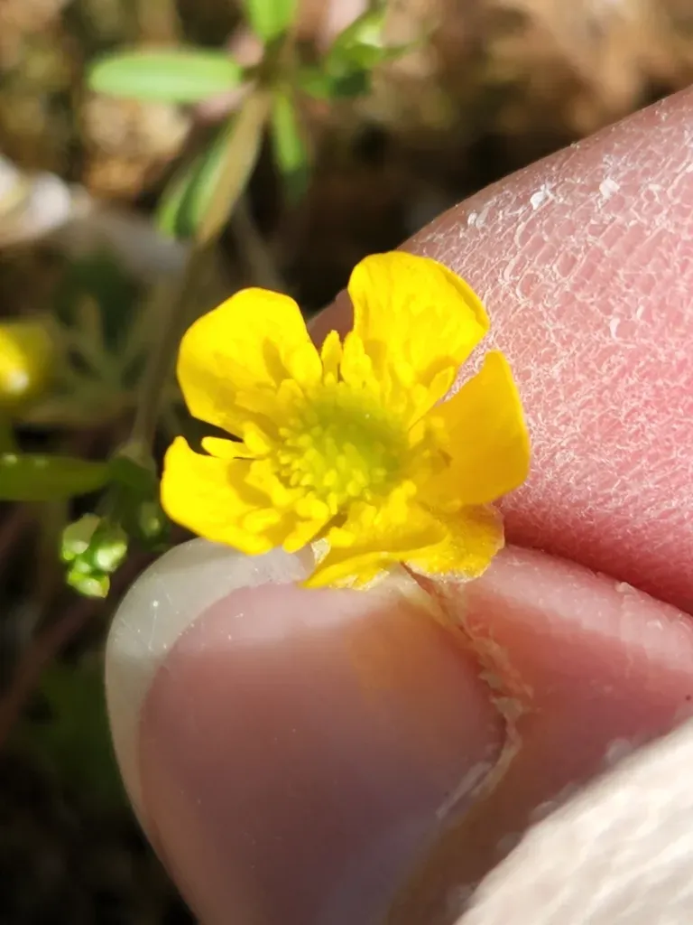 Eschscholtz's Buttercup