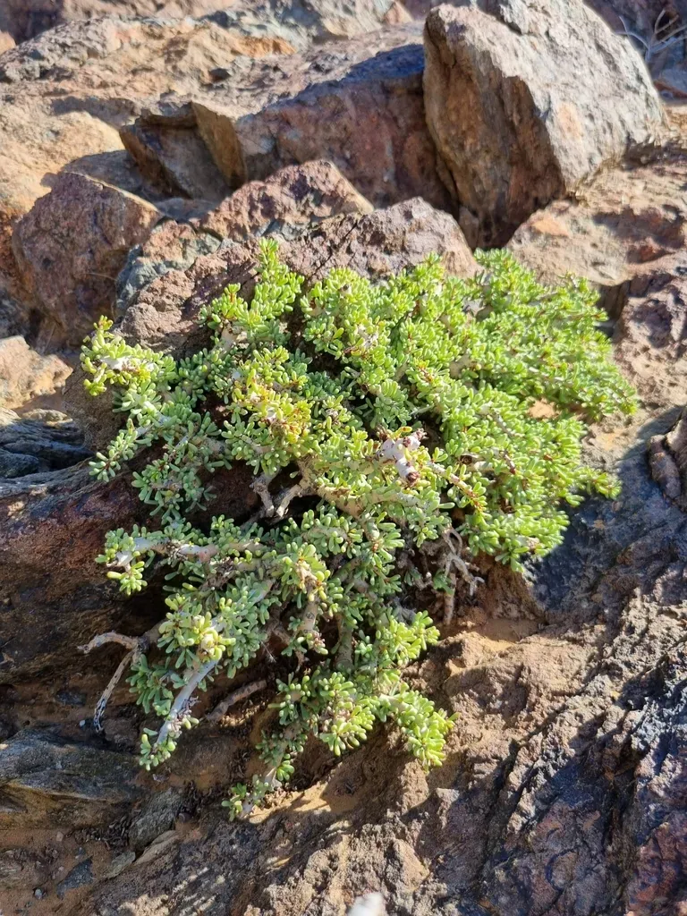 Namaqua Porkbush