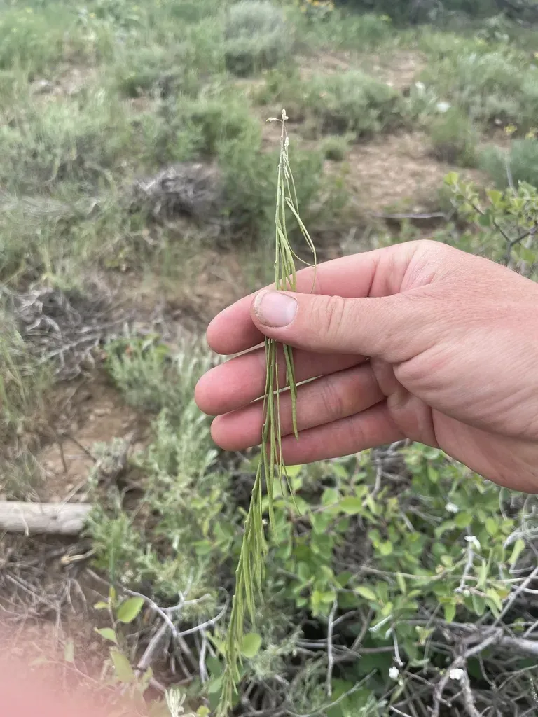 Second Rockcress