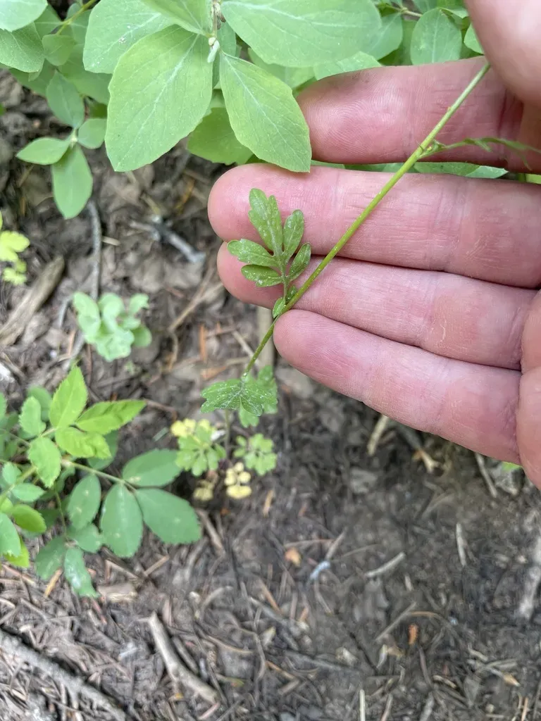 Mountain Tansymustard