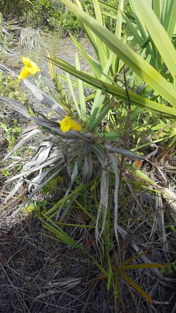 Fernleaf Yellow False Foxglove