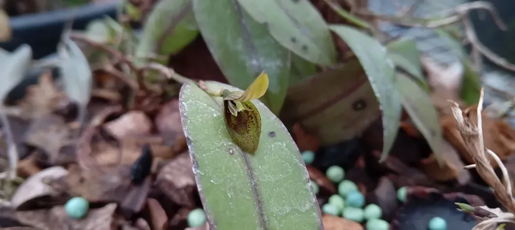 Acianthera Saundersiana