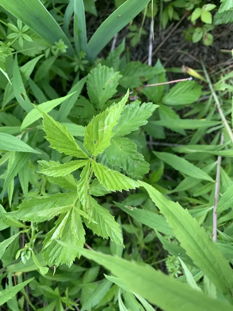 Green Mountain Blackberry