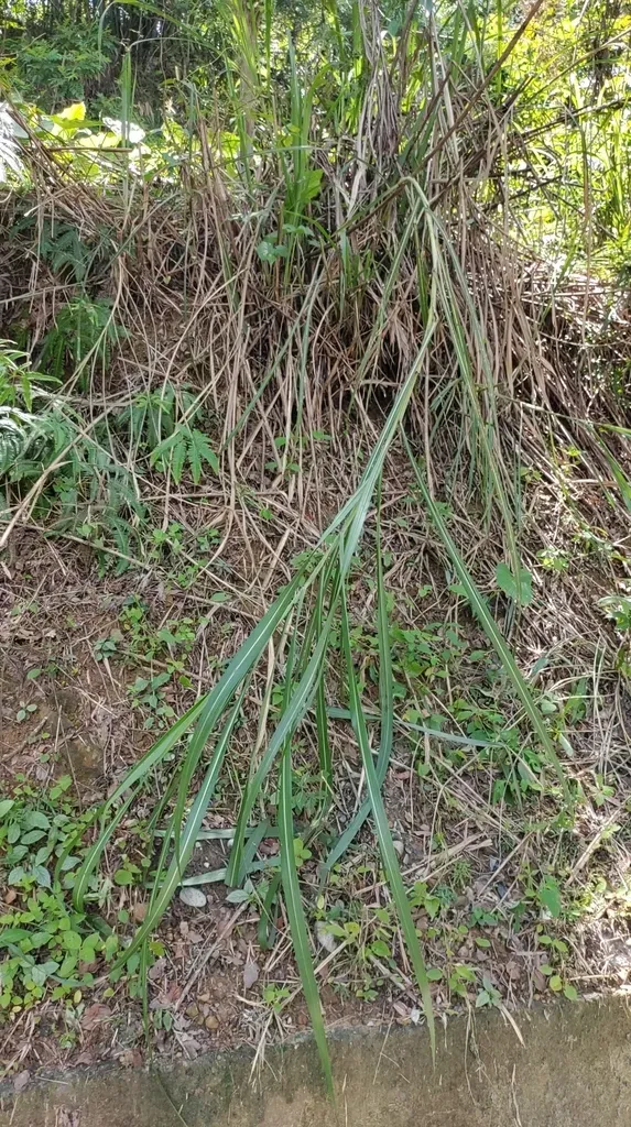 Pacific Island Silvergrass