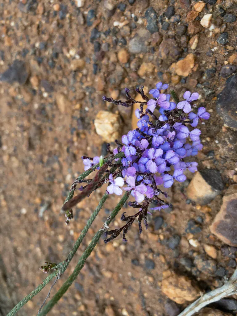 Stylidium Imbricatum