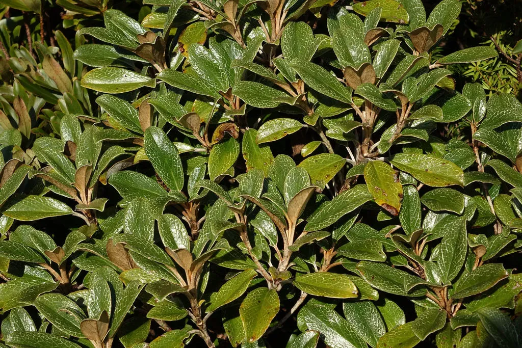 Leathery Bushy Subalpine Small Tree