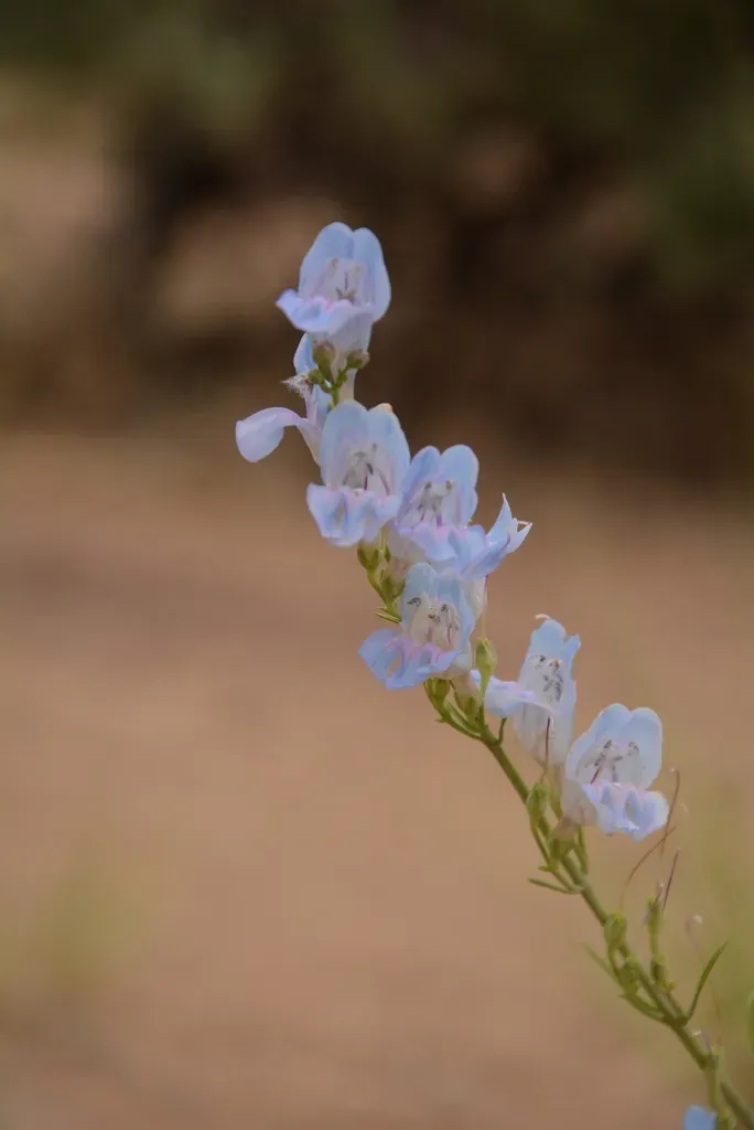 Dusty Beardtongue