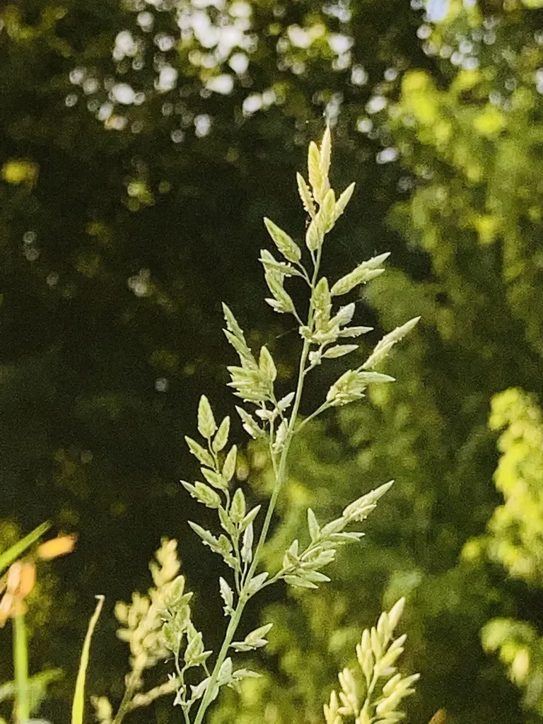 Tufted Lovegrass