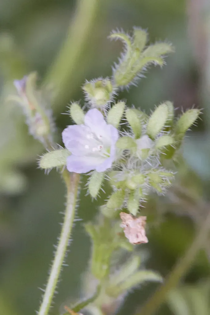 Eisen's Phacelia