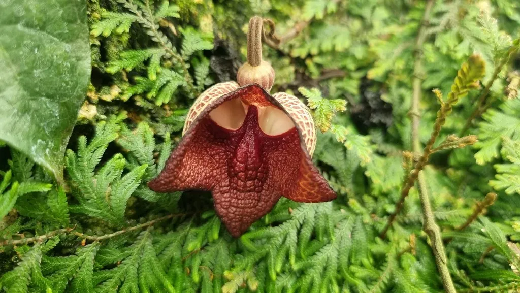 Aristolochia Salvadorensis