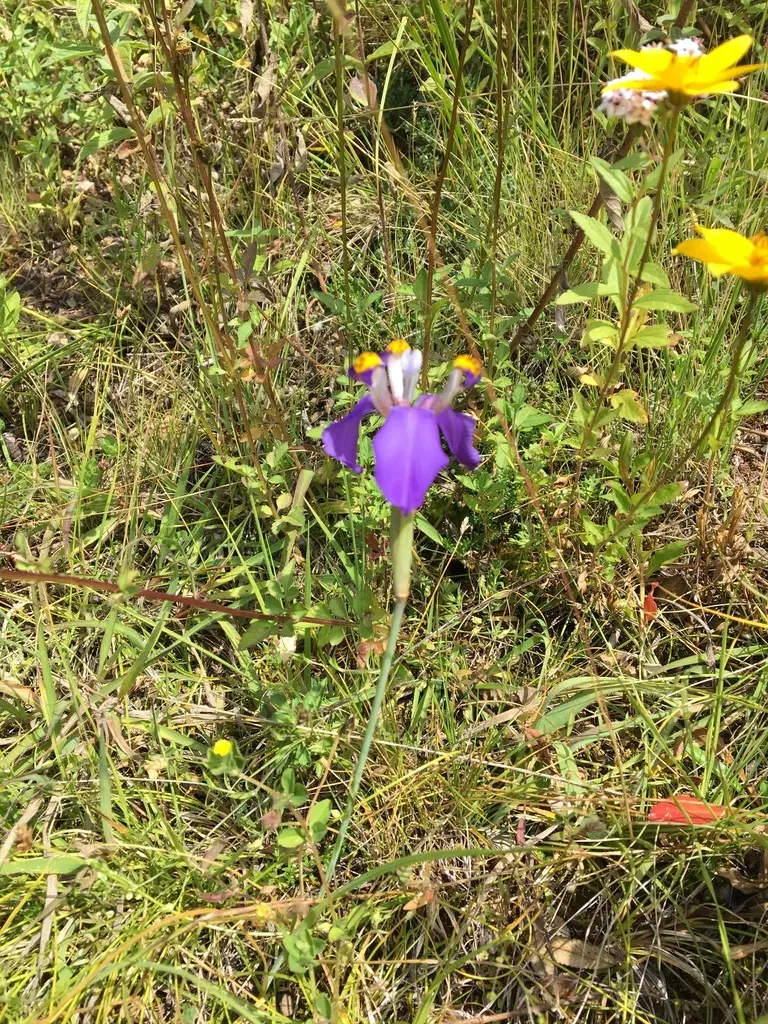 Hesperoxiphion Herrerae