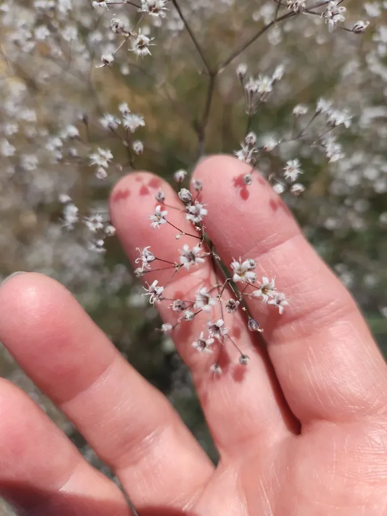Baby's Breath