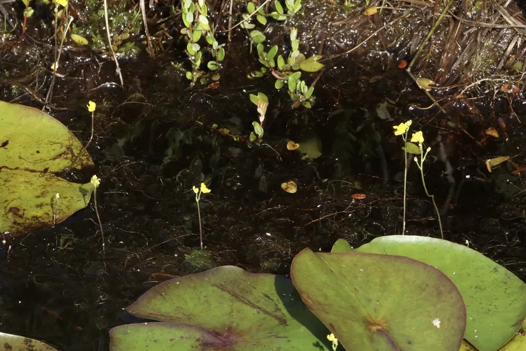 Hidden-fruit Bladderwort