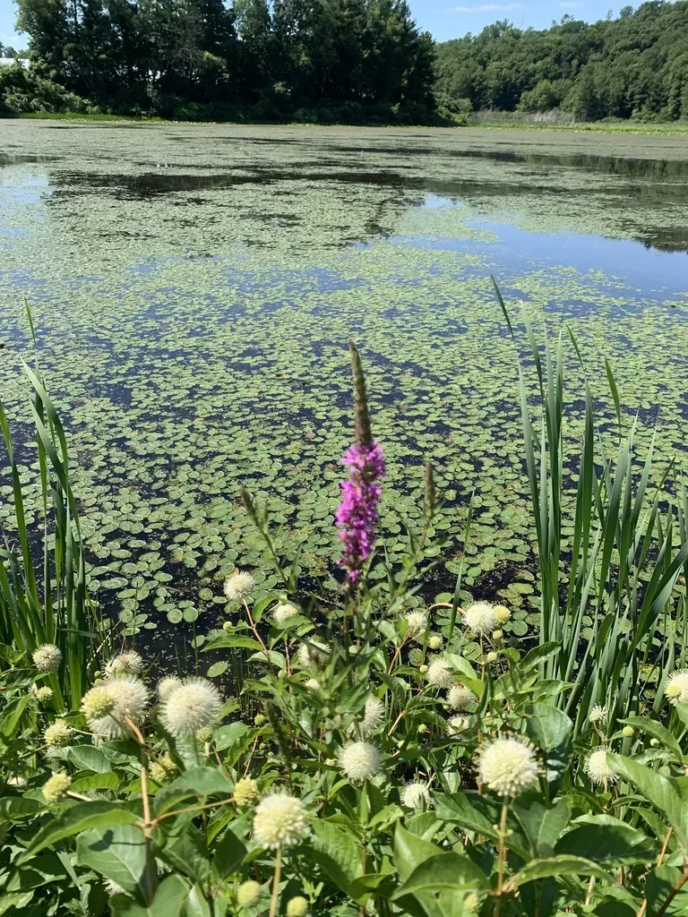 Purple Loosestrife