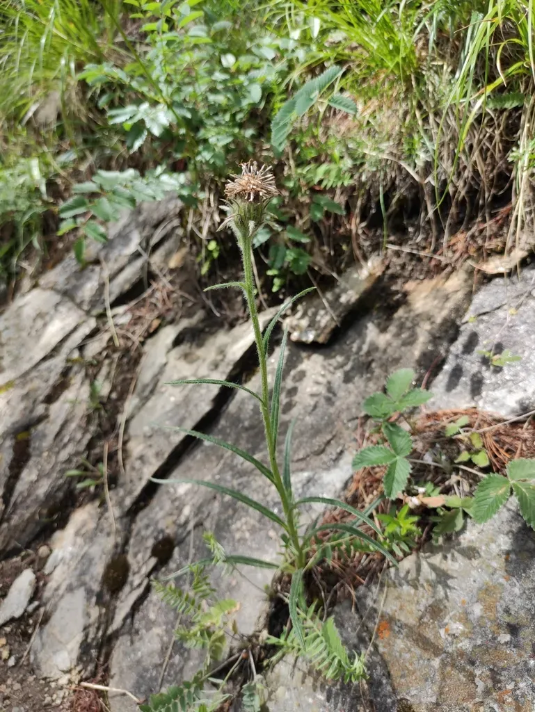 Saussurea Baicalensis