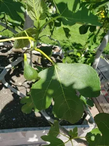 Common Fig