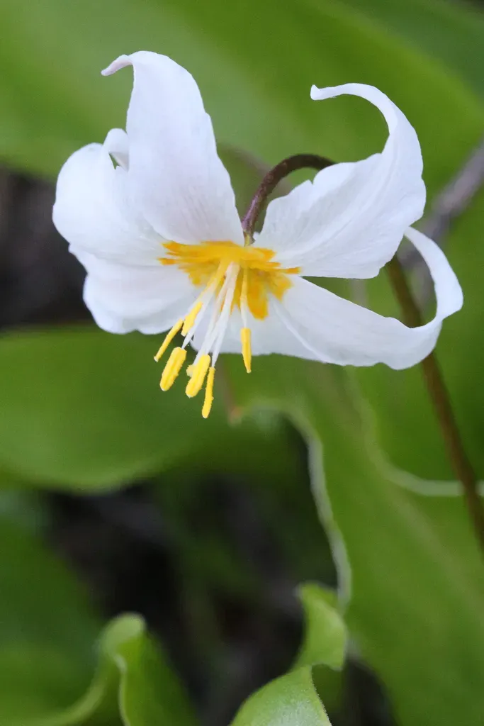 Avalanche Lily