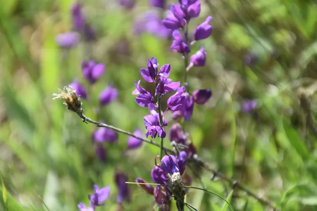 Nice Milkwort