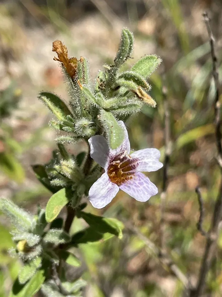 Strobilanthopsis Linifolia