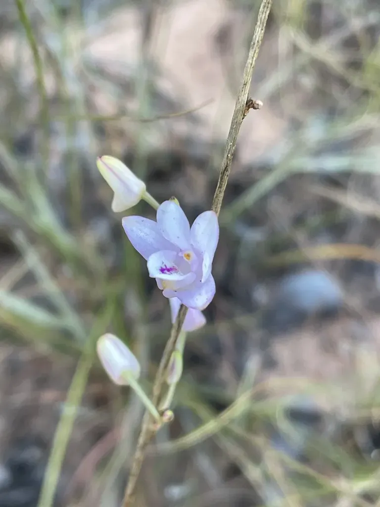 Polystachya Dendrobiiflora