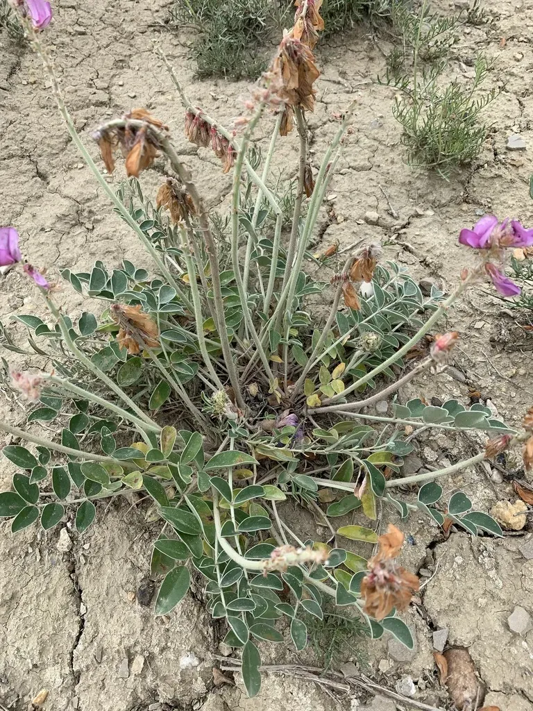 Hedysarum Argyrophyllum