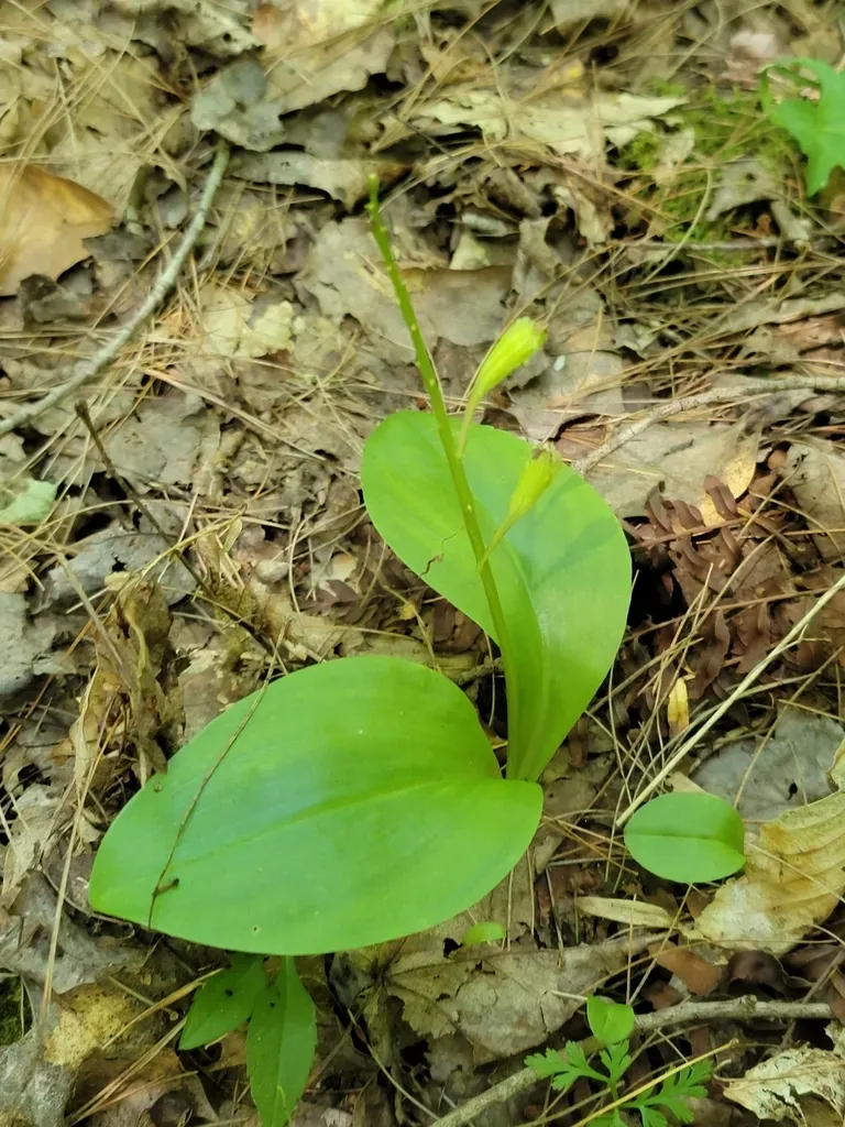 Lily-leaved Twayblade