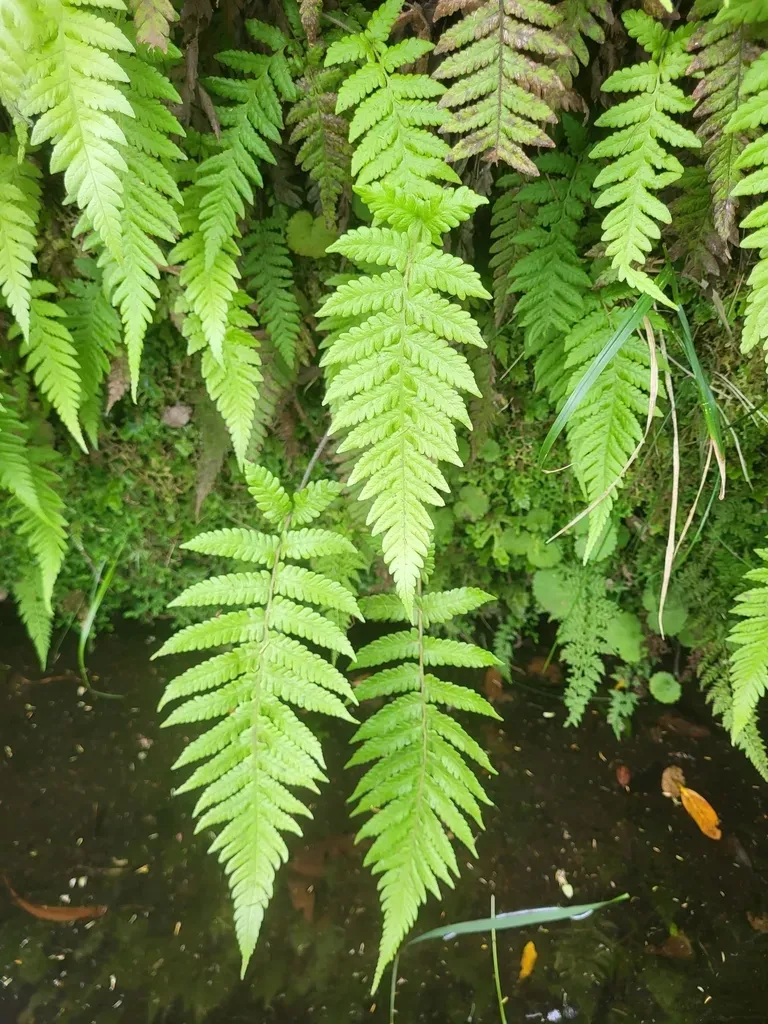Pozo's Marsh Fern