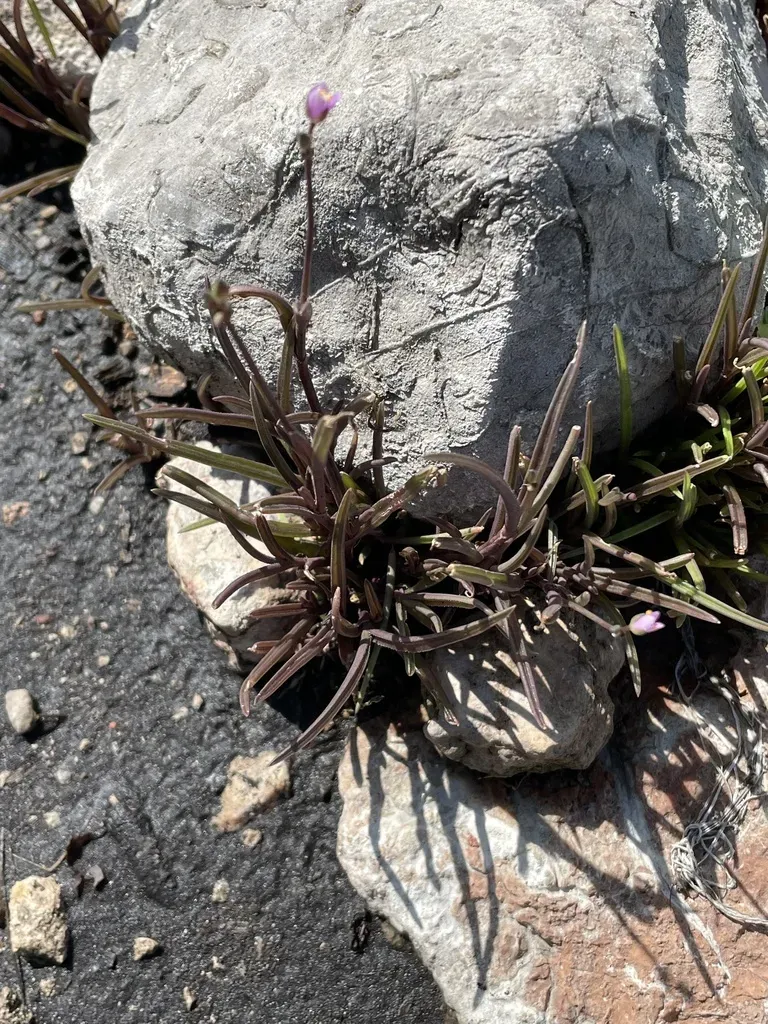 Tripogandra Angustifolia