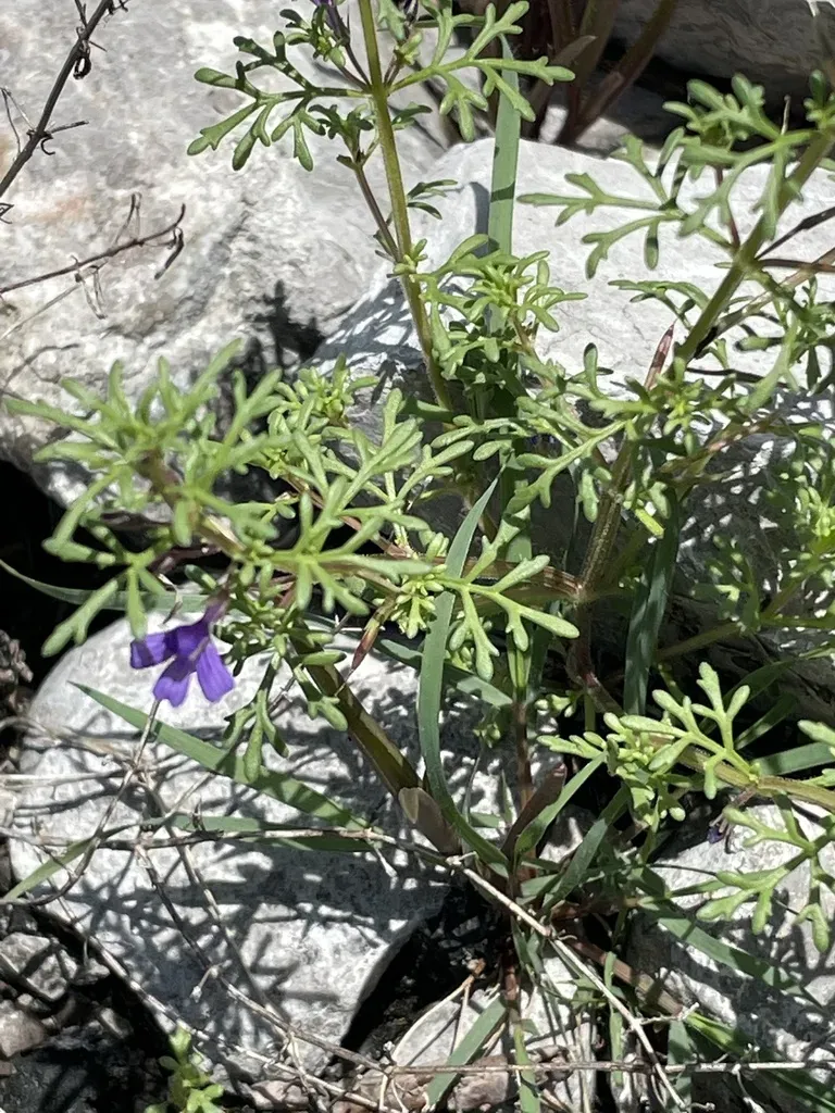 Schistophragma Mexicanum