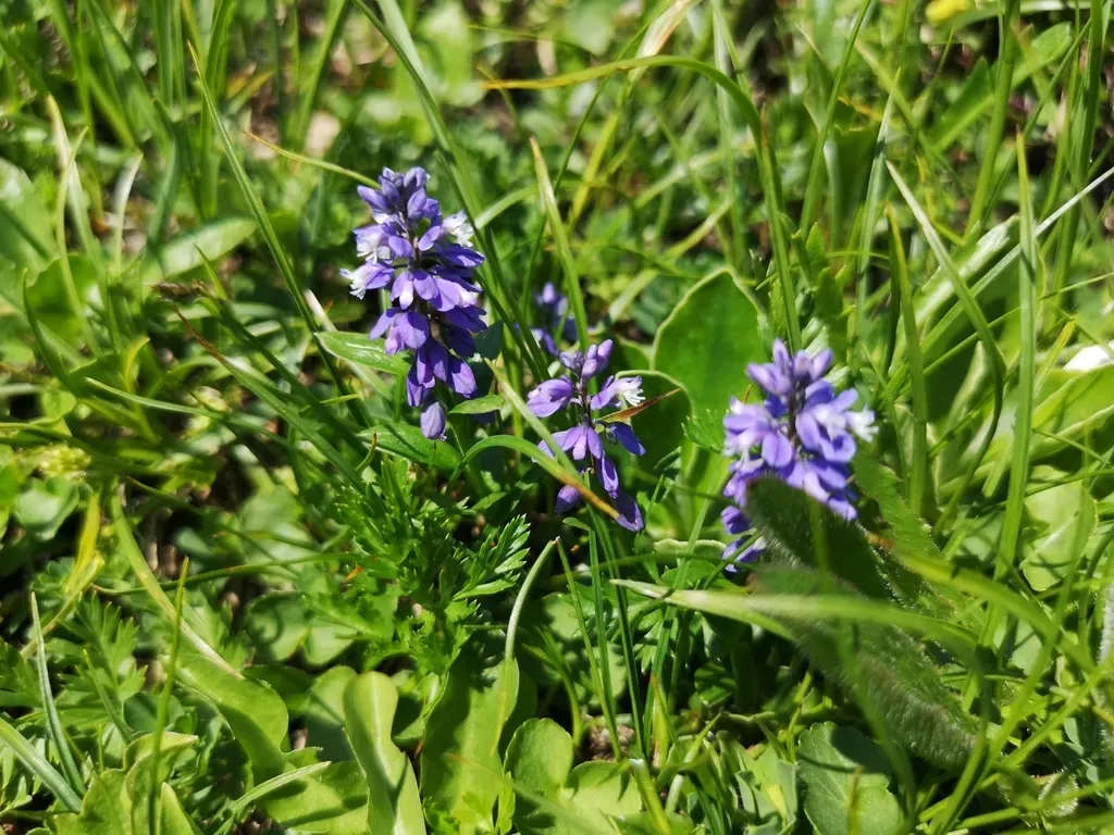 Mountain Milkwort