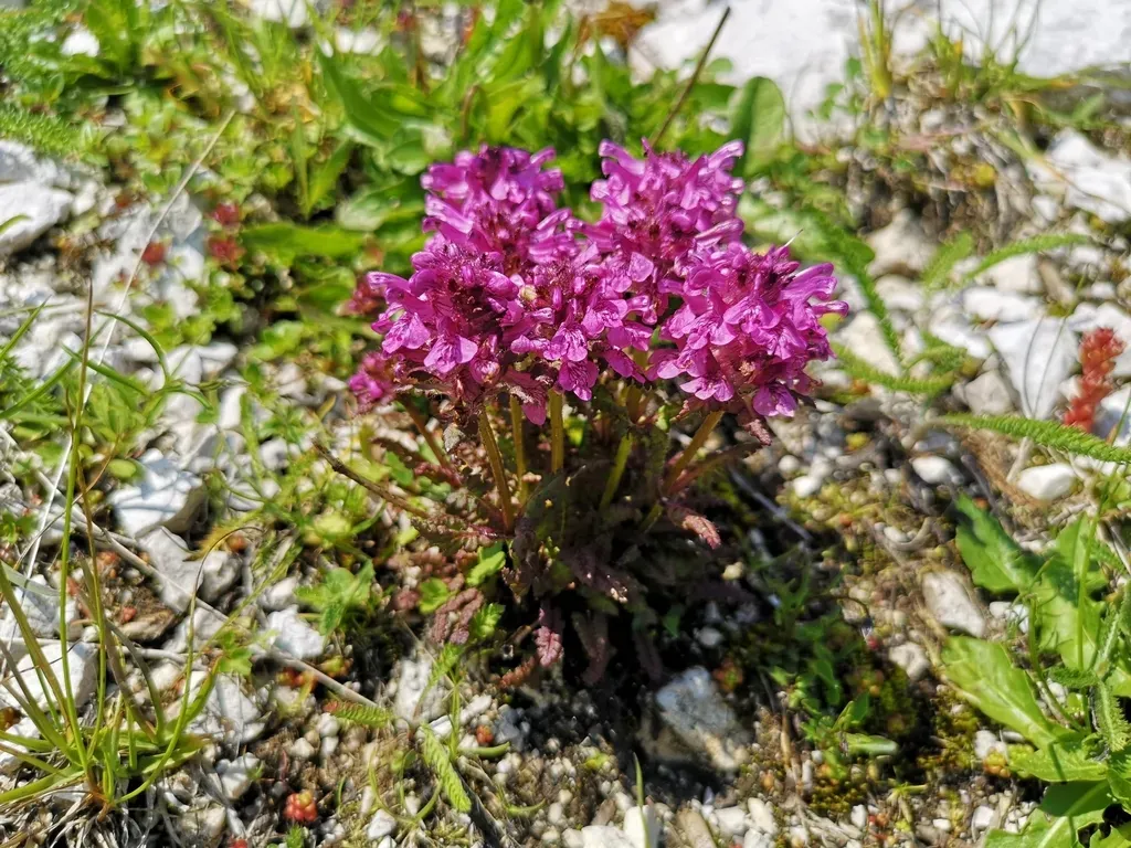 Whorled Lousewort