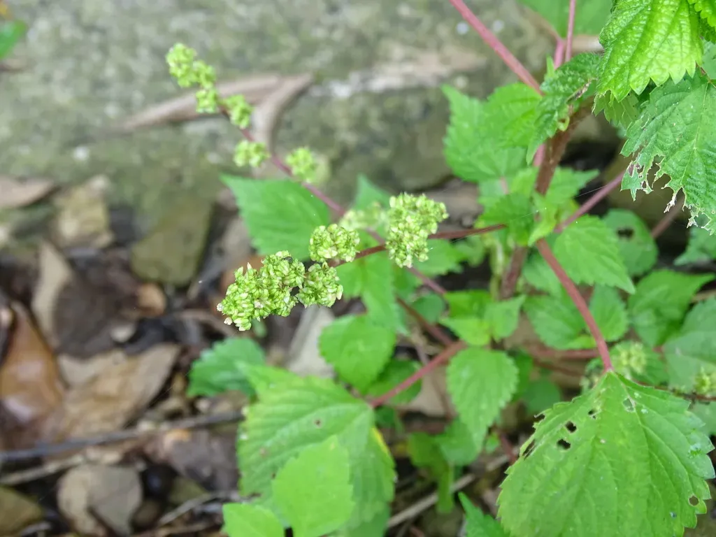 West Indian Woodnettle