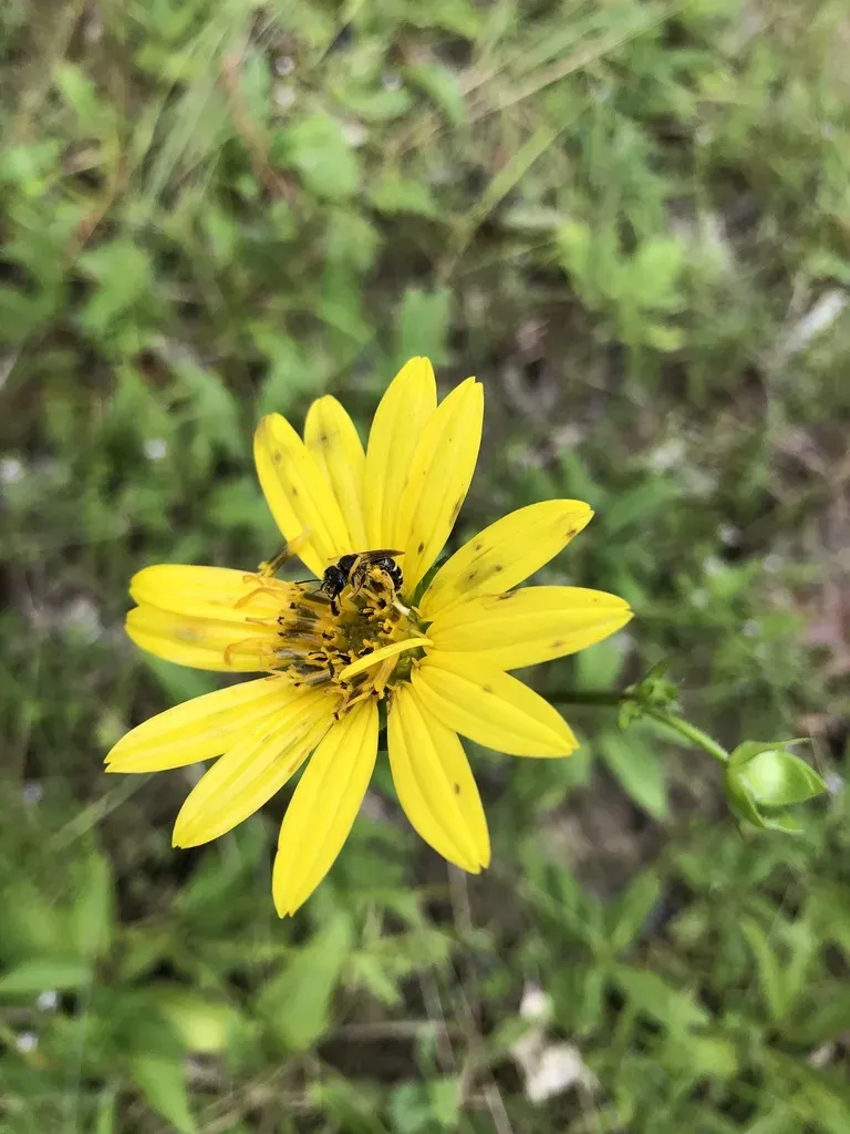 Black Belt Rosinweed