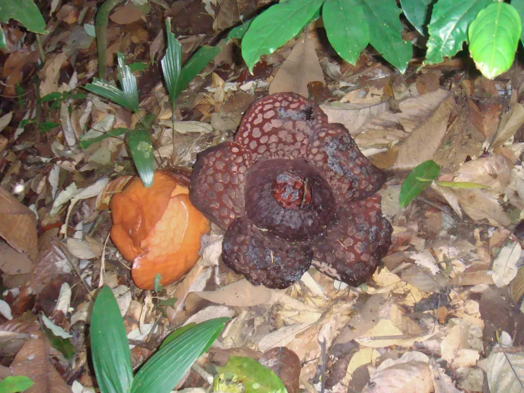 Rafflesia Cantleyi