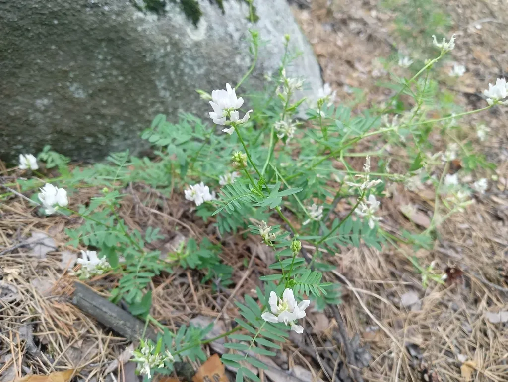Astragalus Clerceanus