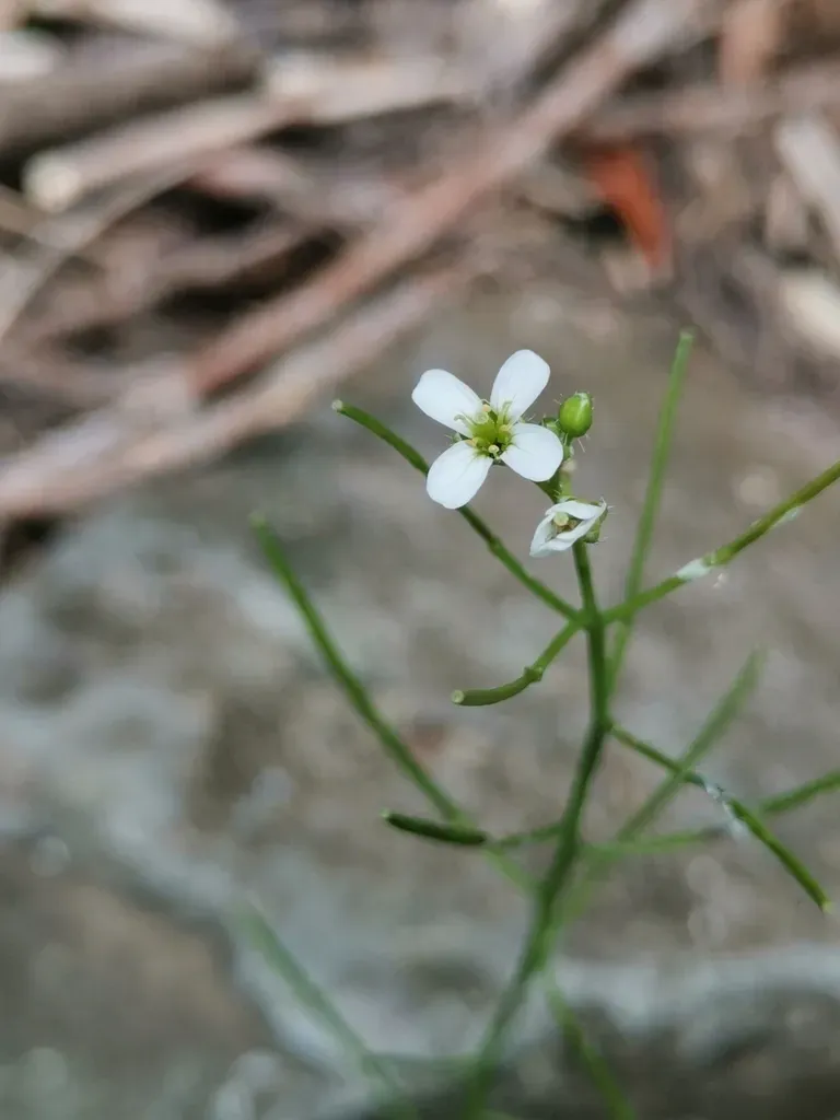Azorean Bittercress