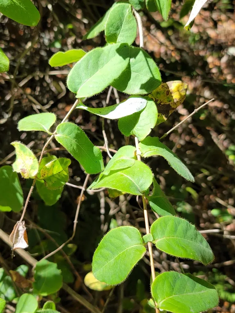 Pink Honeysuckle