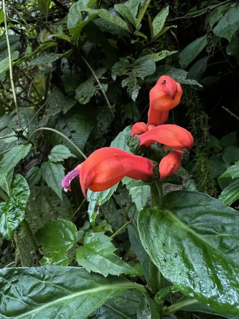 Centropogon Vaughianus