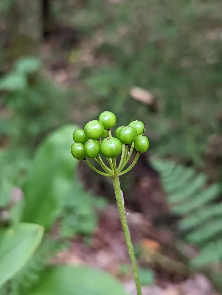 White Clintonia