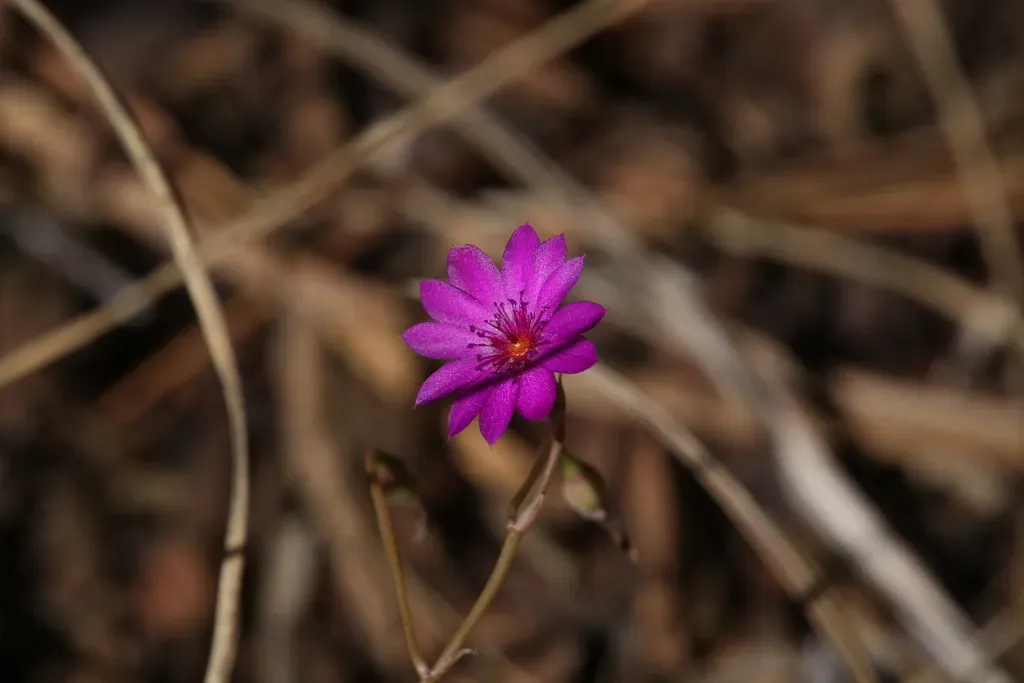 Calandrinia Strophiolata