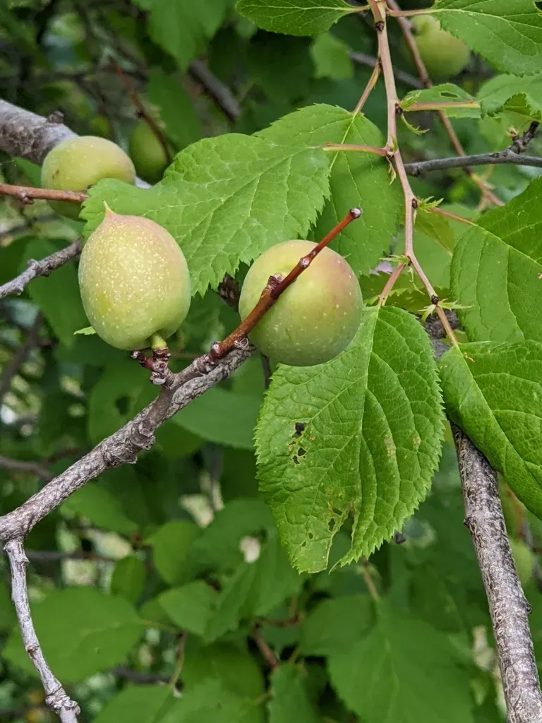 Briançon Apricot
