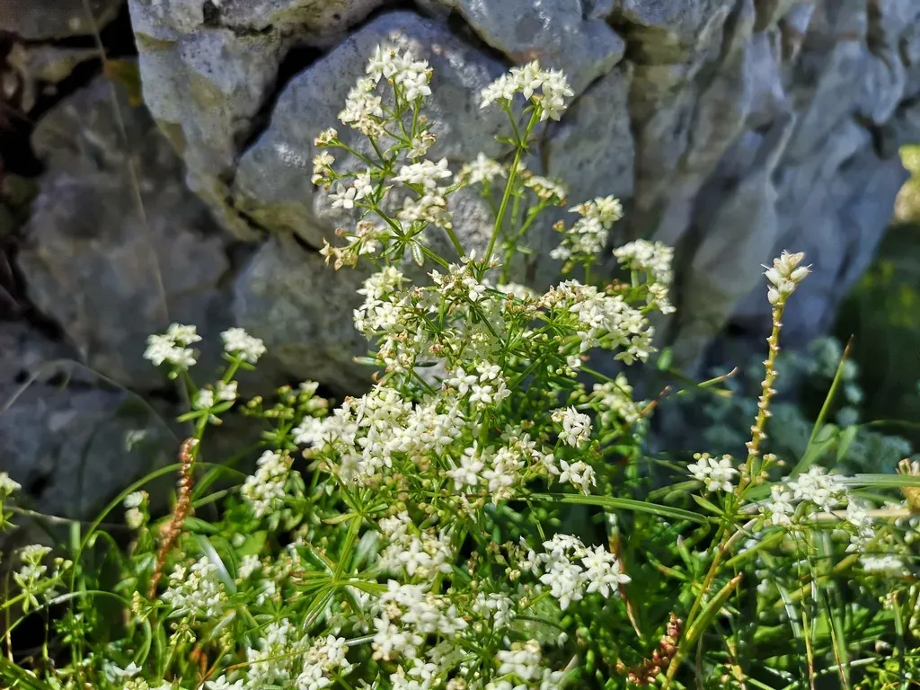 Alpine Bedstraw