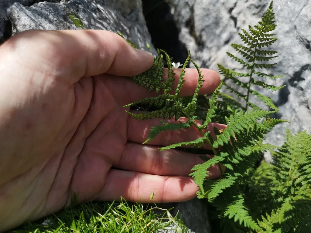 Dryopteris Villarii