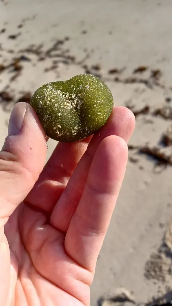 Codium Mamillosum