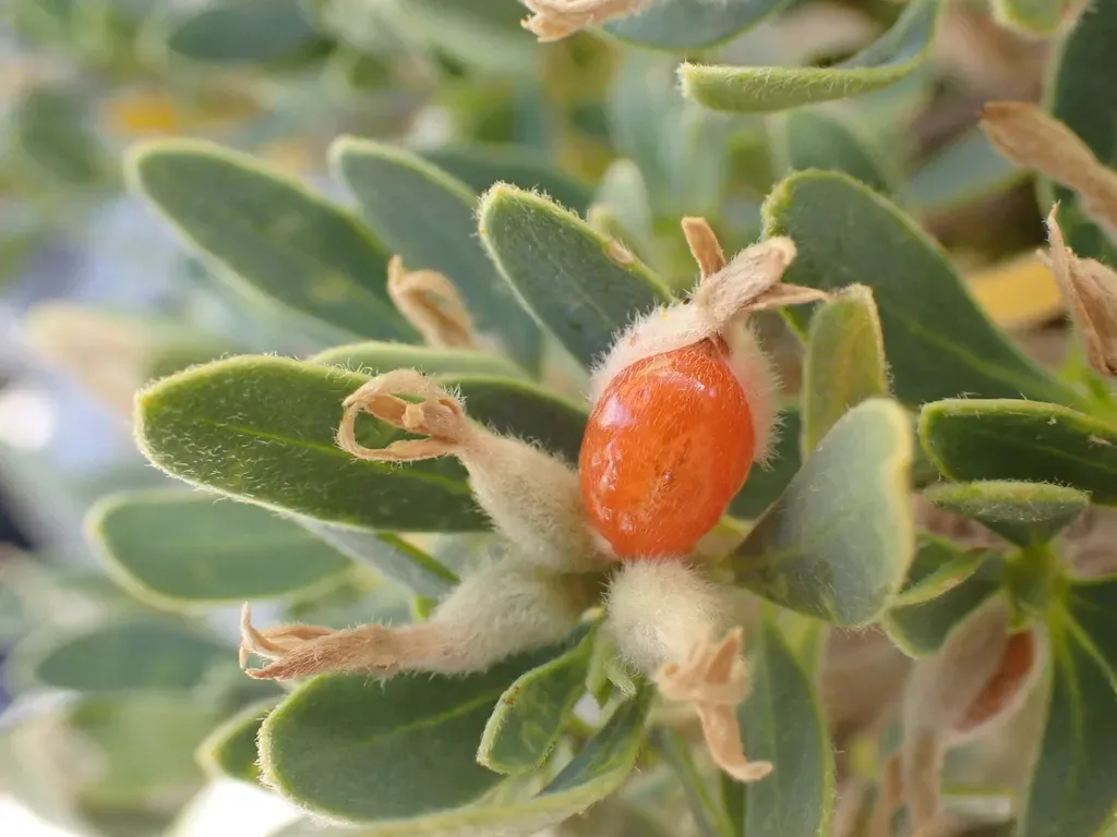 Olive-leaved Daphne