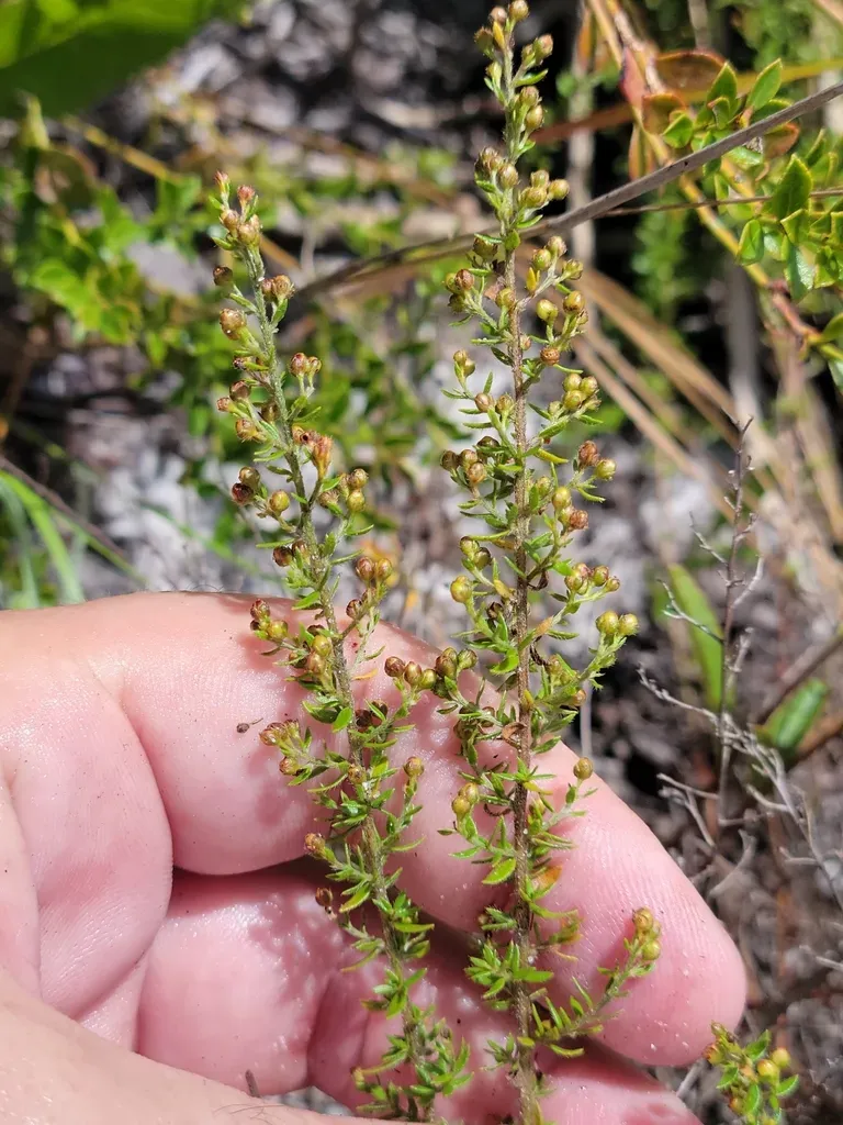 Drysand Pinweed